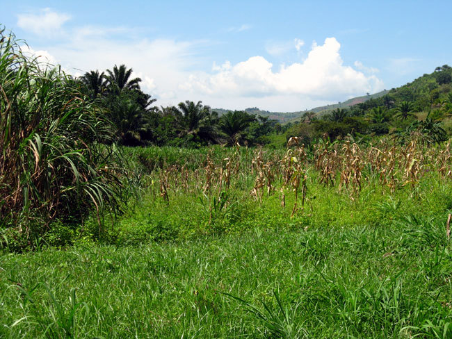 Looking North from the confluence