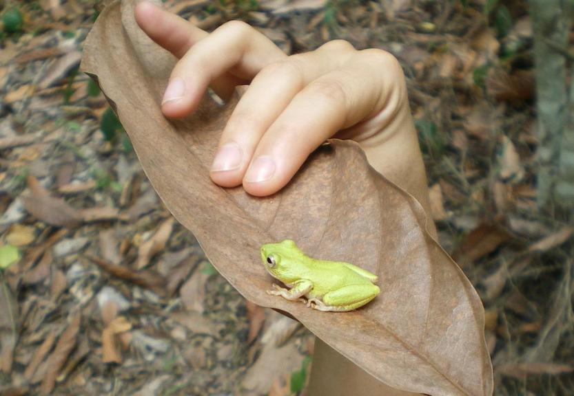 A lemon coloured frog