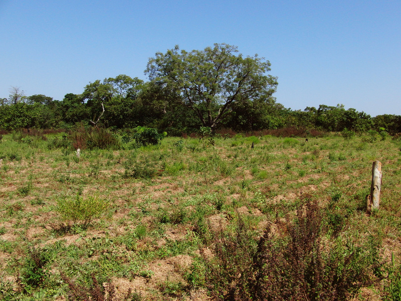 Field to the North