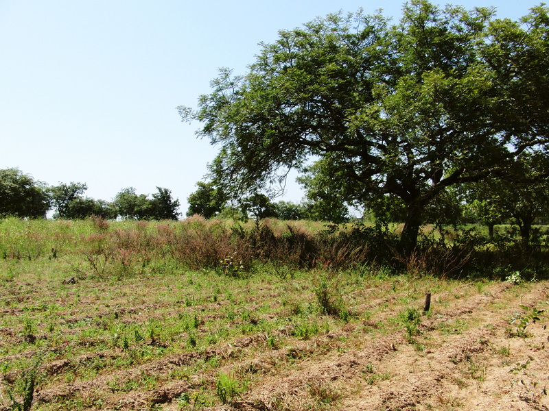 Field to the South