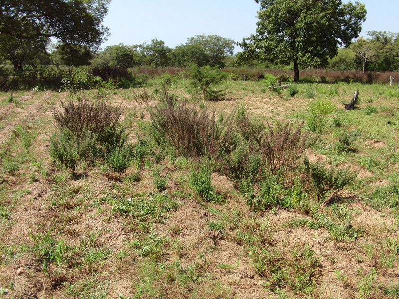 Confluence in the middle of a field