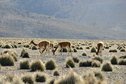 #9: Vicunas...