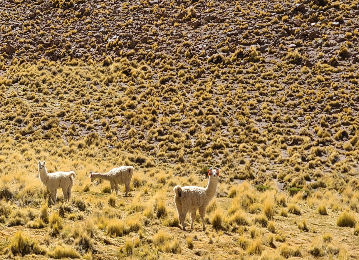 Llamas looking on