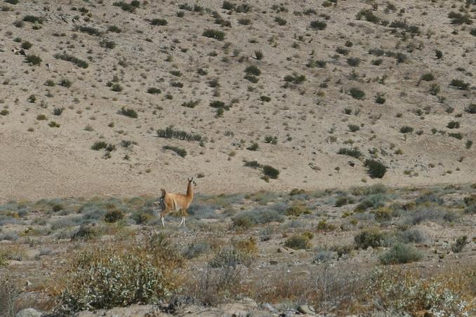 A guanaco (Lama guanicoe)