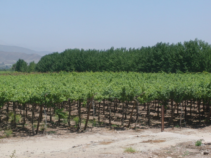 Piscotrauben - Pisco-grapes