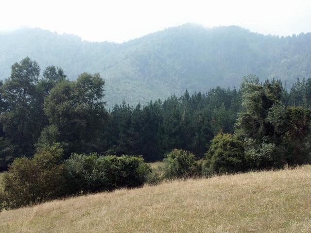 View looking east from the confluence