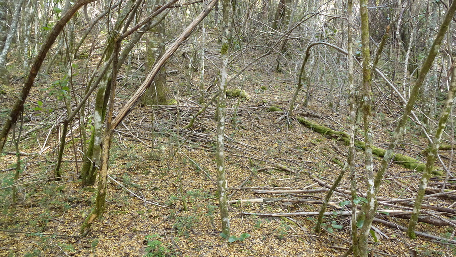 View from the Confluence towards the North