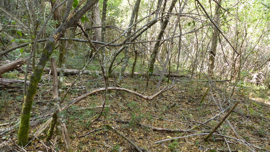 View from the Confluence towards the East