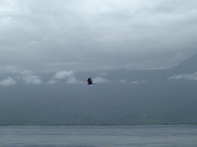 A sea hawk who accompanied us