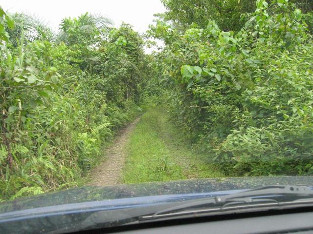 View of the track after exiting the rain forest