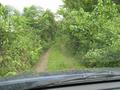 #7: View of the track after exiting the rain forest