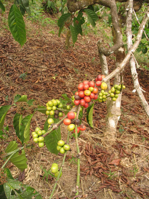 Coffee beans