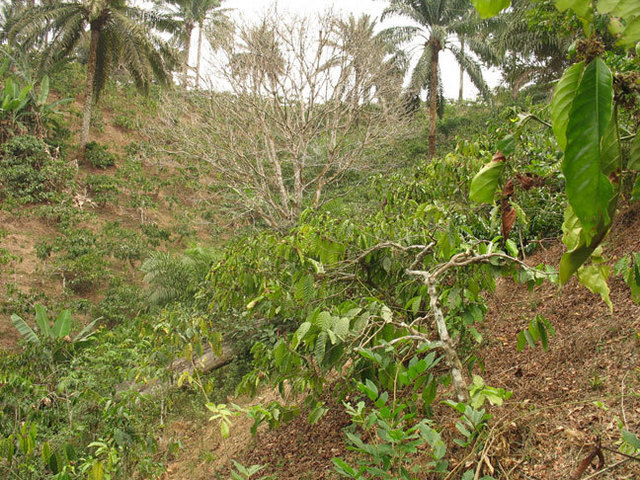 From the Confluence, looking South. In the foreground, an arabica coffee tree and palm trees in the distance