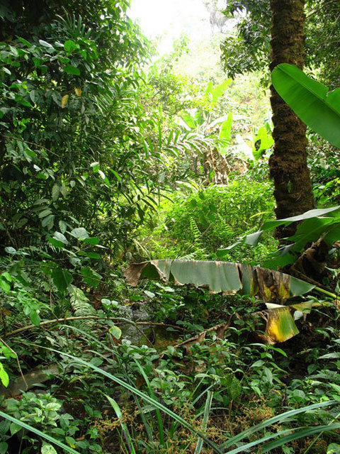 At the bottom of the valley, a bit of rain forest