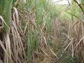 #9: Facing west from the confluence, along the gap between two fields of sugar cane