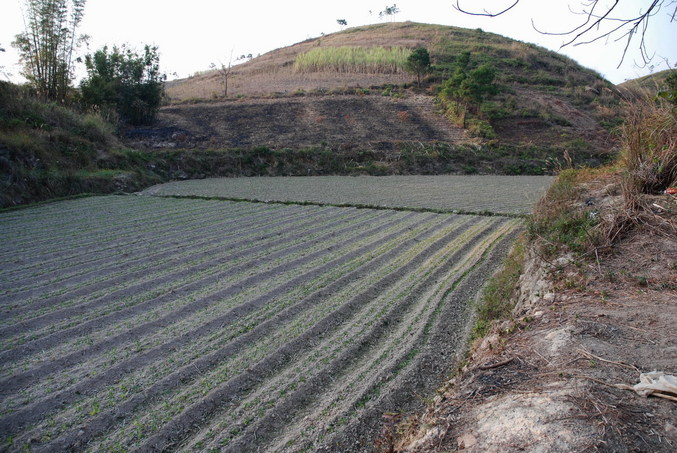 Confluence point located 15 meters away in the middle of the field