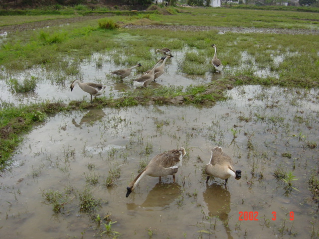 Unwelcoming geese.