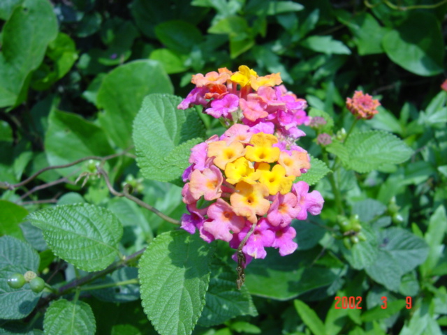 Lantana flowers.