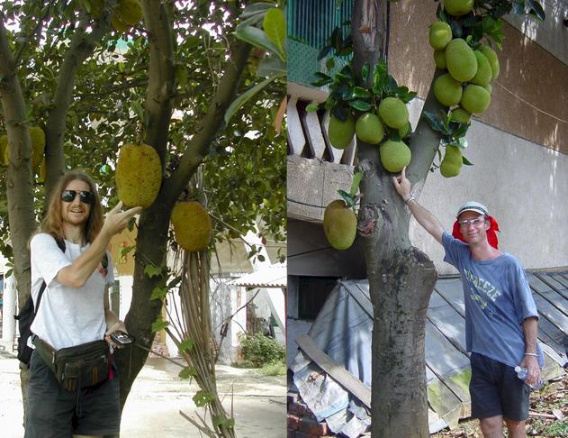 Bread fruit in the confluence village