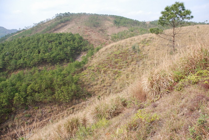 Confluence point 30 meters away below the tree