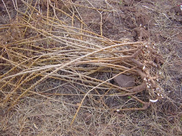 Cassava stalks.