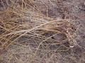 #6: Cassava stalks.