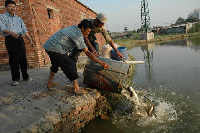 Restocking the Confluence Pond with carps