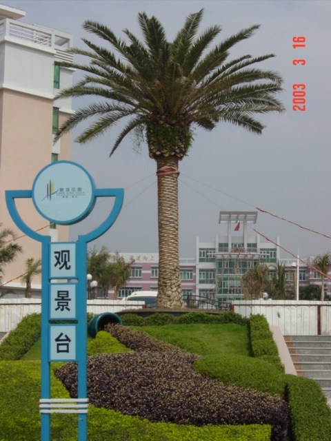 The monument has been replaced by a majestic Canary Island date palm, Phoenix canariensis.