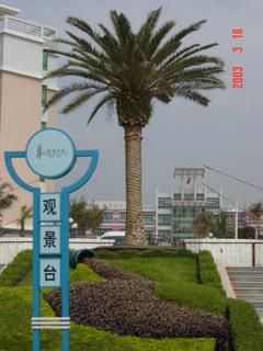 #1: The monument has been replaced by a majestic Canary Island date palm, Phoenix canariensis.