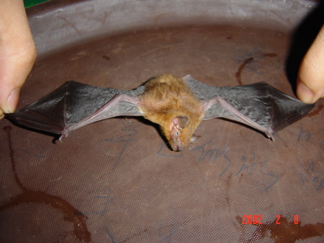 The bat, laid out on the serving tray that proved his downfall