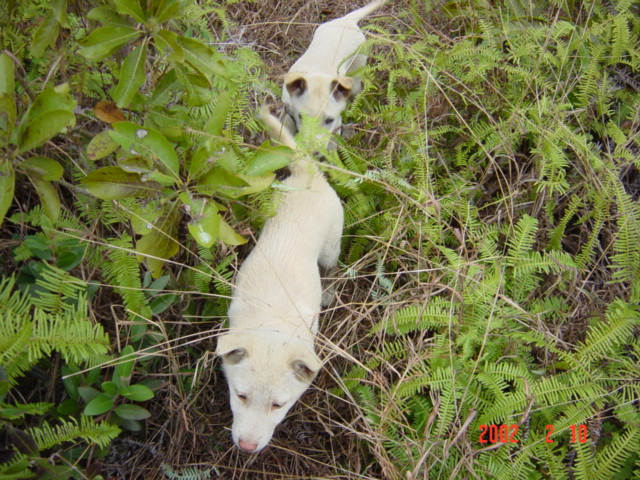 Canine confluence hunters