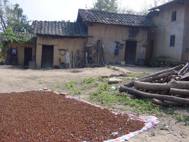 Star aniseed spread out to dry in front of a small collection of farmhouses