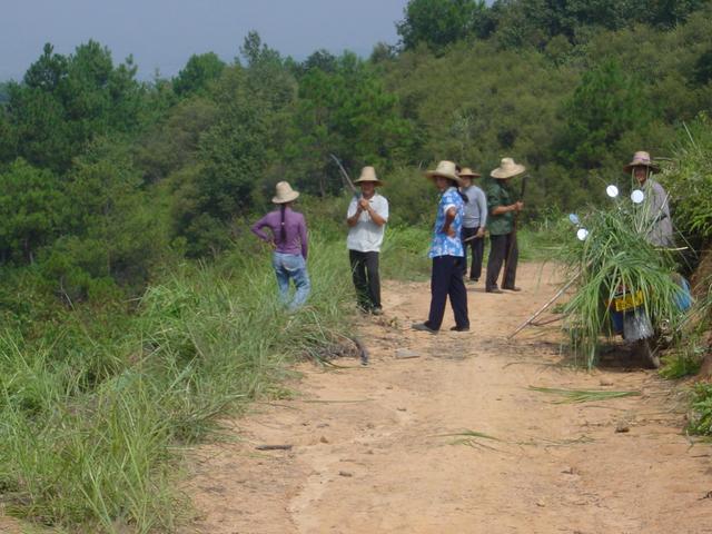 A group of workers clearing the undergrowth on a hillside, with the confluence below them on the left, 100 metres west