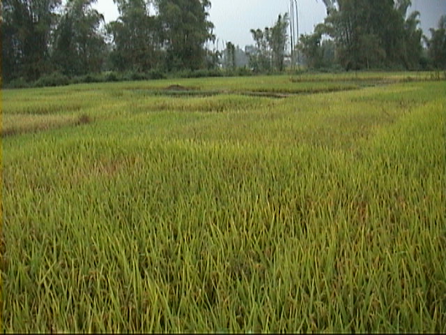 More Rice Looking East