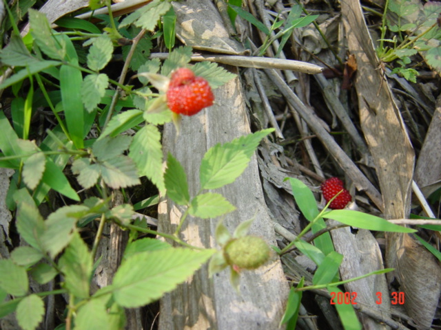 Wild raspberries