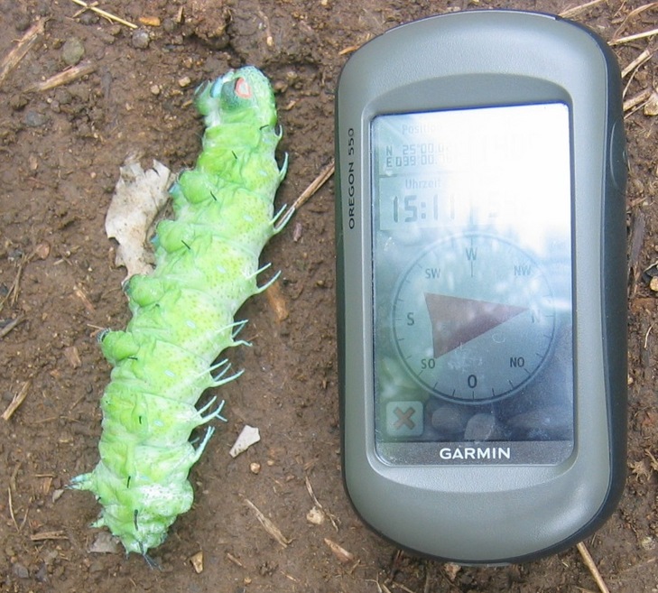 Huge Caterpillar