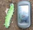 #6: Huge Caterpillar