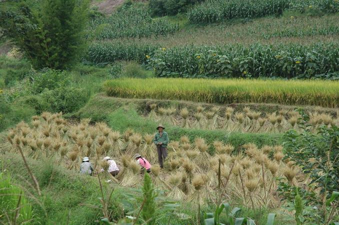 Post harvest rice field - 1 km from the CP