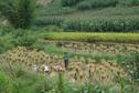 #8: Post harvest rice field - 1 km from the CP