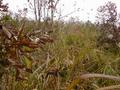 #9: View from the Confluence to the East