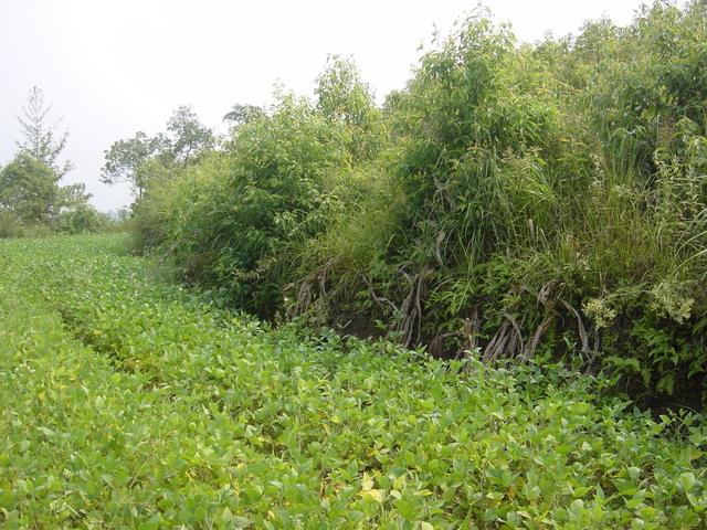 Facing east from the confluence