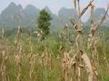 #2: Ghostlike cornstalks, with the tall karst mountains providing an eerie backdrop