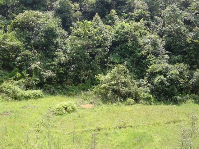 Looking south across disused rice paddies to confluence 50 metres away in scrub