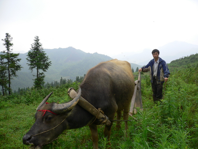 A peasant and his water buffalo.