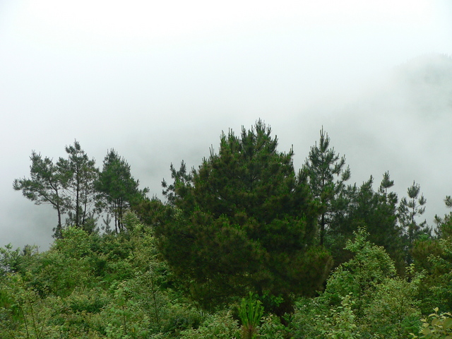 Looking north (from the hilltop 55 metres south of the confluence).