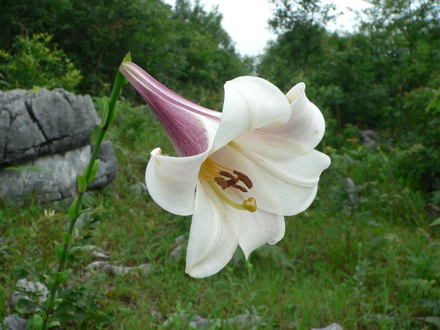 Pretty flower growing wild on the confluence hill.