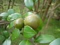 #8: Close-up of tea tree