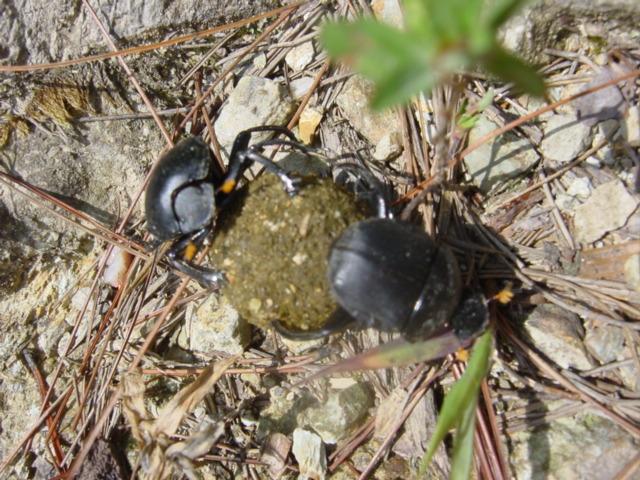 Dung beetle tag team