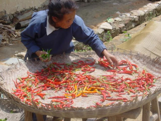 Chillies--red, yellow and green