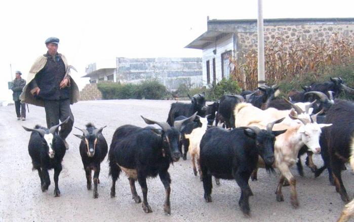 A Shepherd at the Main Road